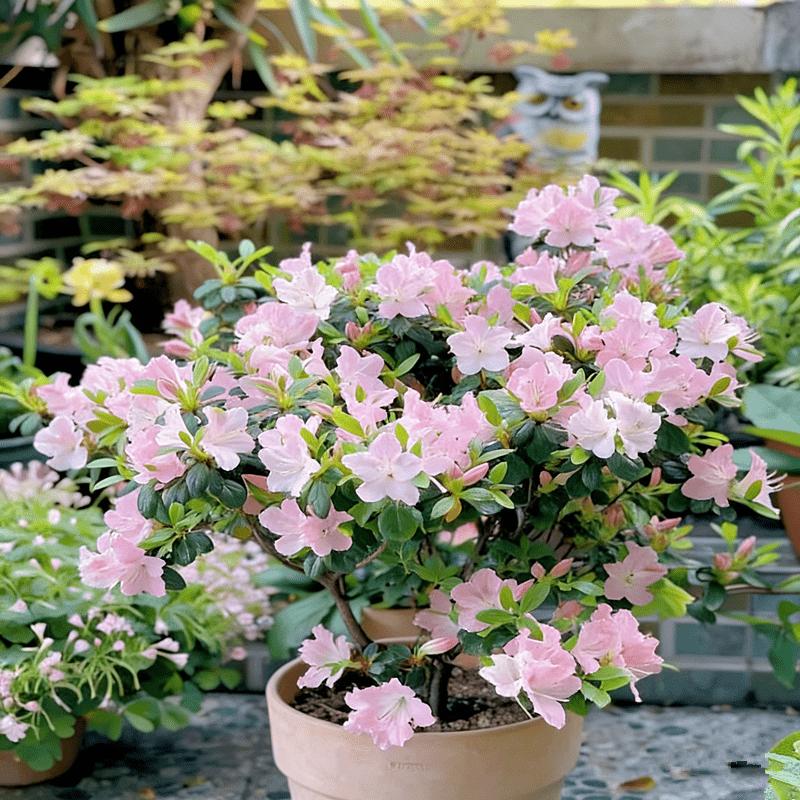 Rhododendron seedlings, multi-colored bright flowers, seedlings, rich colors, high value, courtyard balcony, colorful flowers, easy to cultivate, green flowers