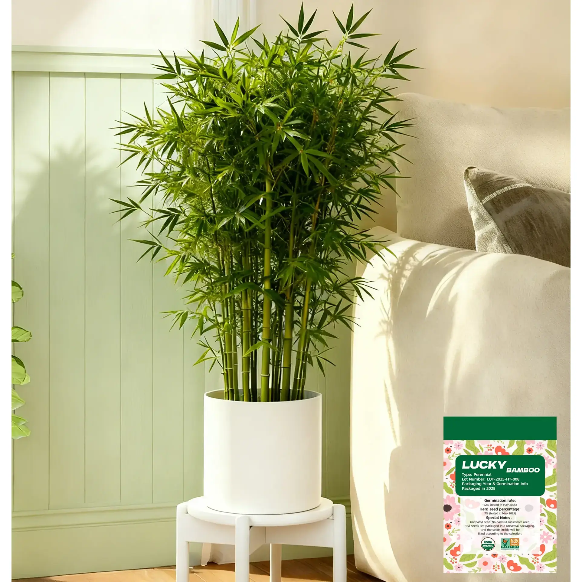 Lucky Bamboo Cypress Seeds - Beginner-Friendly Live Indoor Low Light Plants, Decorative Home Decor Feng Shui Houseplants