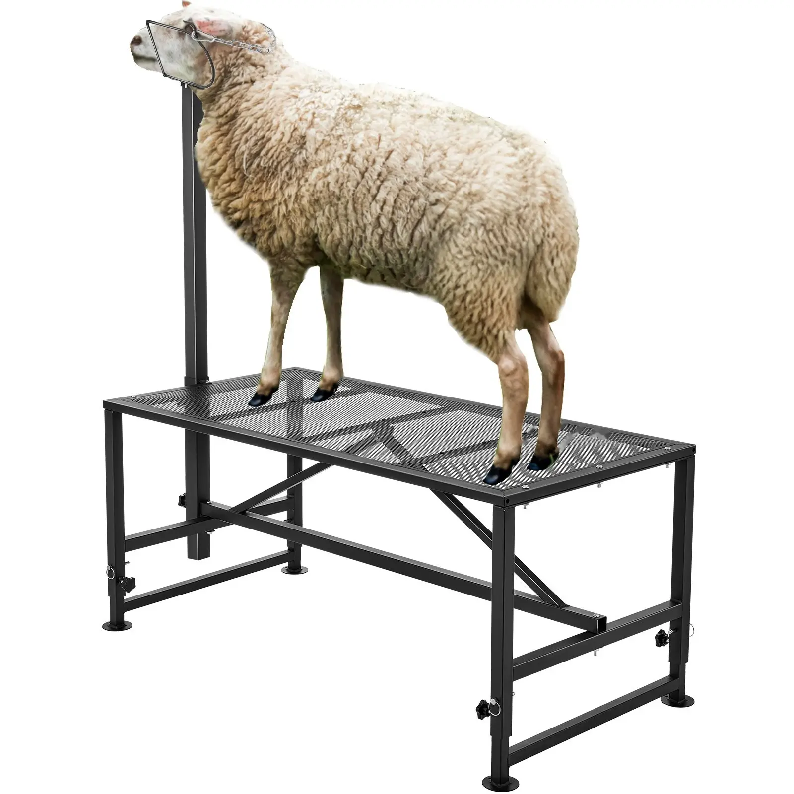 Goat and Sheep Stand, 51x23 Inch Metal Livestock Stand for Milking and Shearing, Adjustable Height 21 to 33 Inches, Includes Headpiece and Nose Loop, Heavy-Duty 500 lbs Capacity, Black