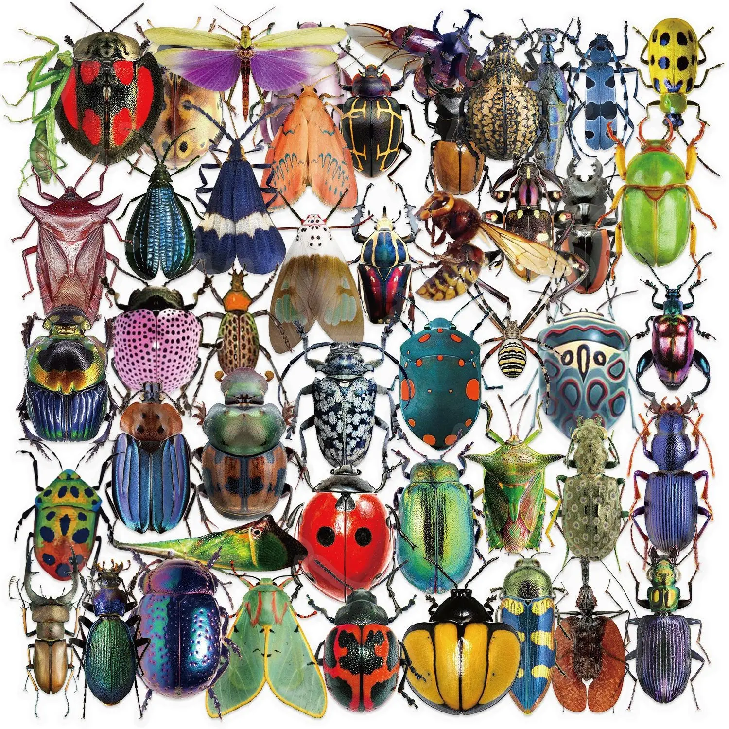 50pcs Transparent PET Cartoon Insect Decals, Fun Stickers, DIY Crafts Stickers, thin and see-through design, ideal accessories for journaling, scrapbooking and handmade gifts