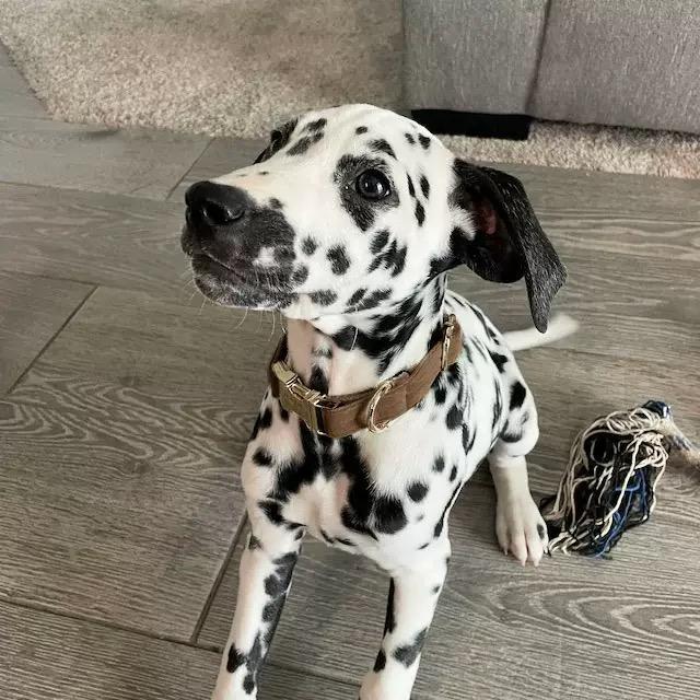 Personalized Dog Collar 1Pc Custom Engraved Soft Engraved Nameplate Durable ID Durable Nylon Material Easy to Install