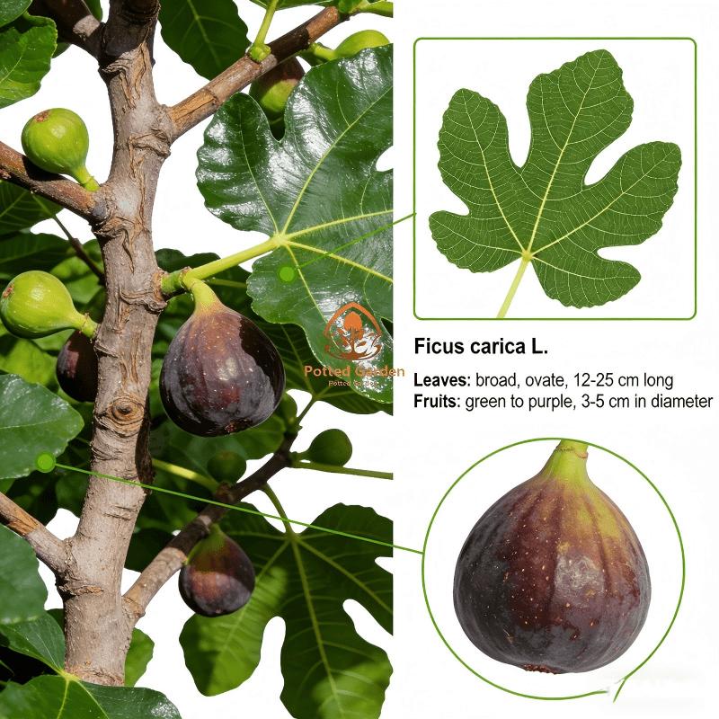 Fig tree seedlings, easy to pick, low cost, sweet fruit, first choice for beginners when on the ground or in pots