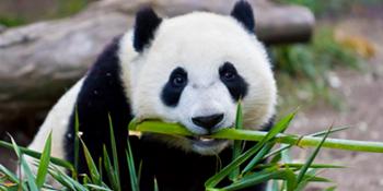 9.5 In X 5 Pairs Reusable Chopsticks with Simple and Minimalistic Design, More Size Choices: 7 In/9.5 In/12 In