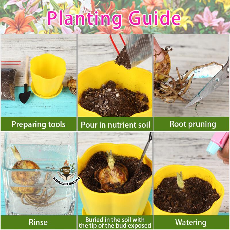 Double Flower Royal Purple Spinning Lily | Intense scented, easy-to-care evergreen for indoor vases and garden growing.