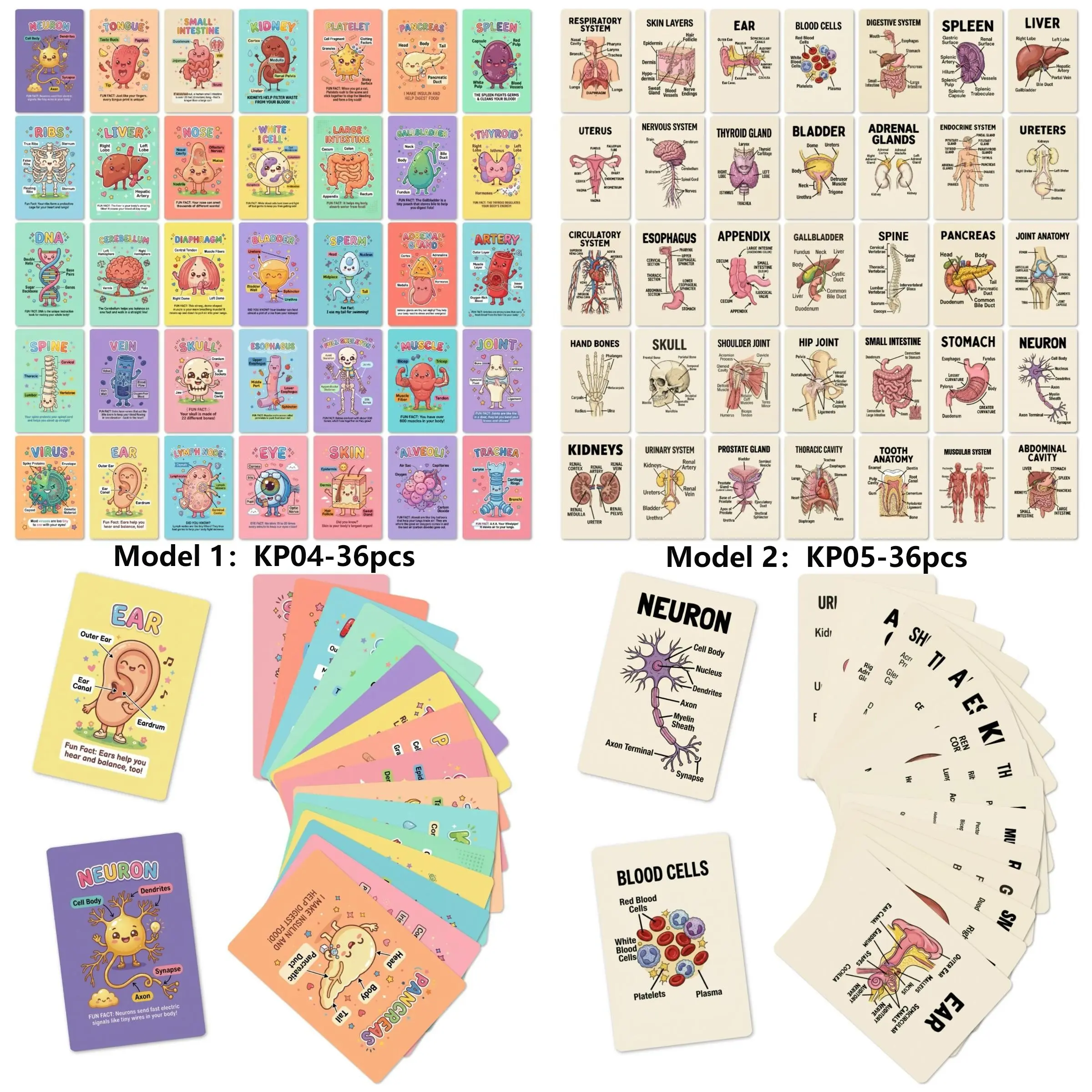 Human Anatomy Organs Learning Cards, 36/72 Pieces, Medical & Nursing Guide, Student Gift, Classroom Tool, Study Materials, Body Organ Study Kit
