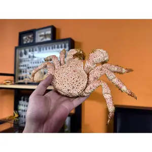 Petalomera Granulata Real Crab Specimen Special Handicrafts Collectors Home Decor Ornament Desk Decoration Customized