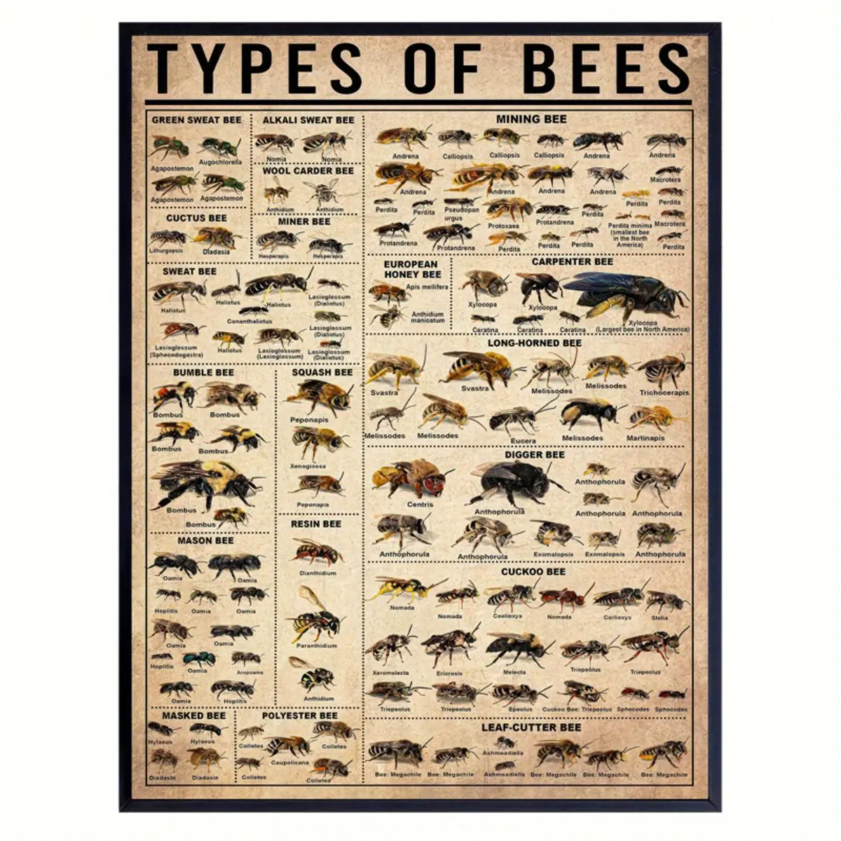 2D Flat, 2D Flat, Single Canvas, Poster Featuring Various Bee Species, Insect Types Poster, Bee Artwork, Educational Bee Poster for Living Room, Bedroom Wall Decoration, Home Decor, Unframed