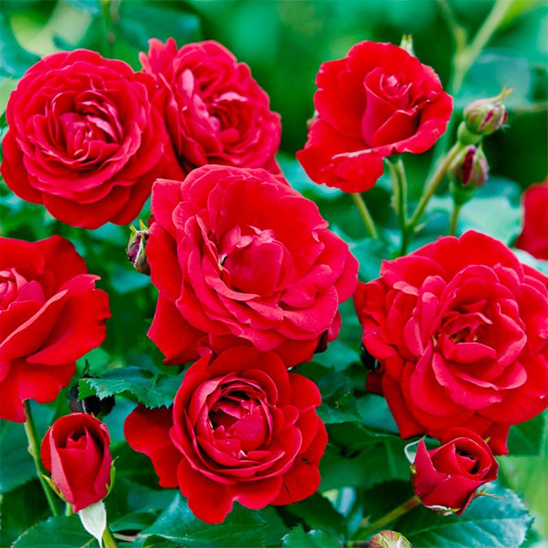 200 + Mixed Rose Seeds - Outdoor Flower Seeds, Rose Seeds, Home Garden Blooms