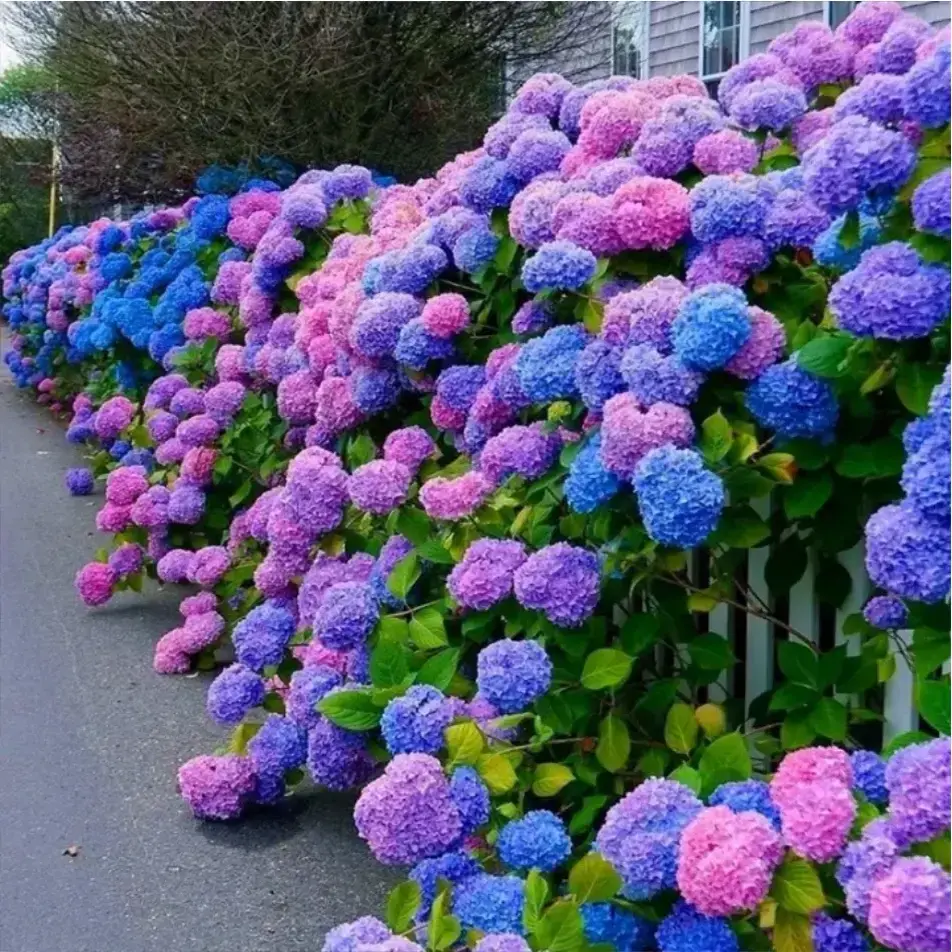 200pcs Blue Pink Purple Hydrangea - Beautiful and Hardy Perennial Flowers for Your Garden