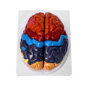 Life-Size Human Brain Anatomical Model, Color-Coded Partitioned Brain, 2 Parts, Anatomically Accurate Brain Model for Science Study Display Teaching