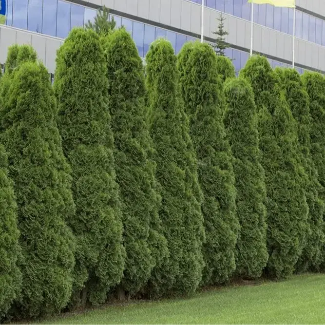 200American Arborvitae Tree Seeds | Giant Thuja Tree, Thuja occidentalis | Privacy or Landscaping Tree