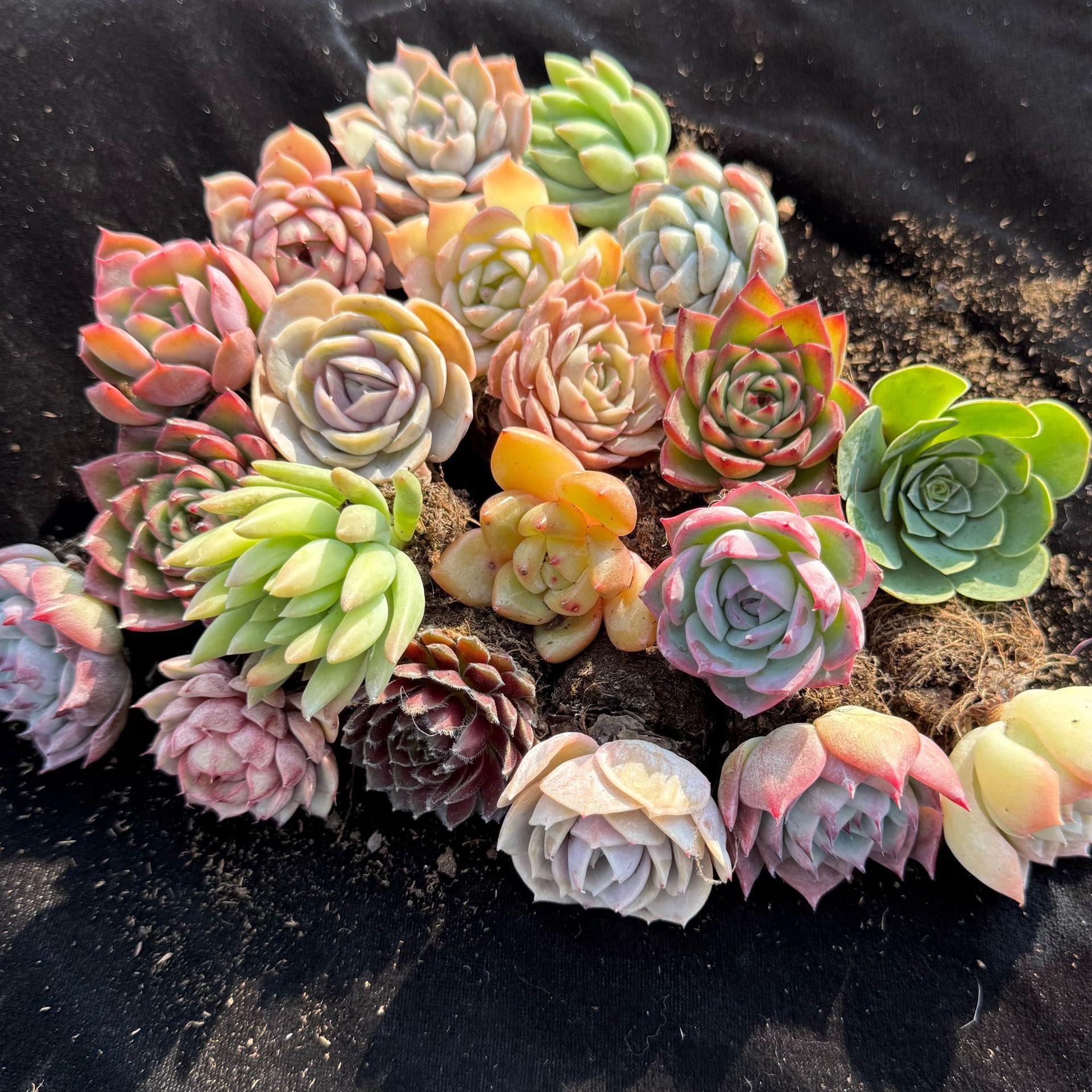 12/15/24/30 pcs succulent packaging mixed with different types of plants for garden decoration
