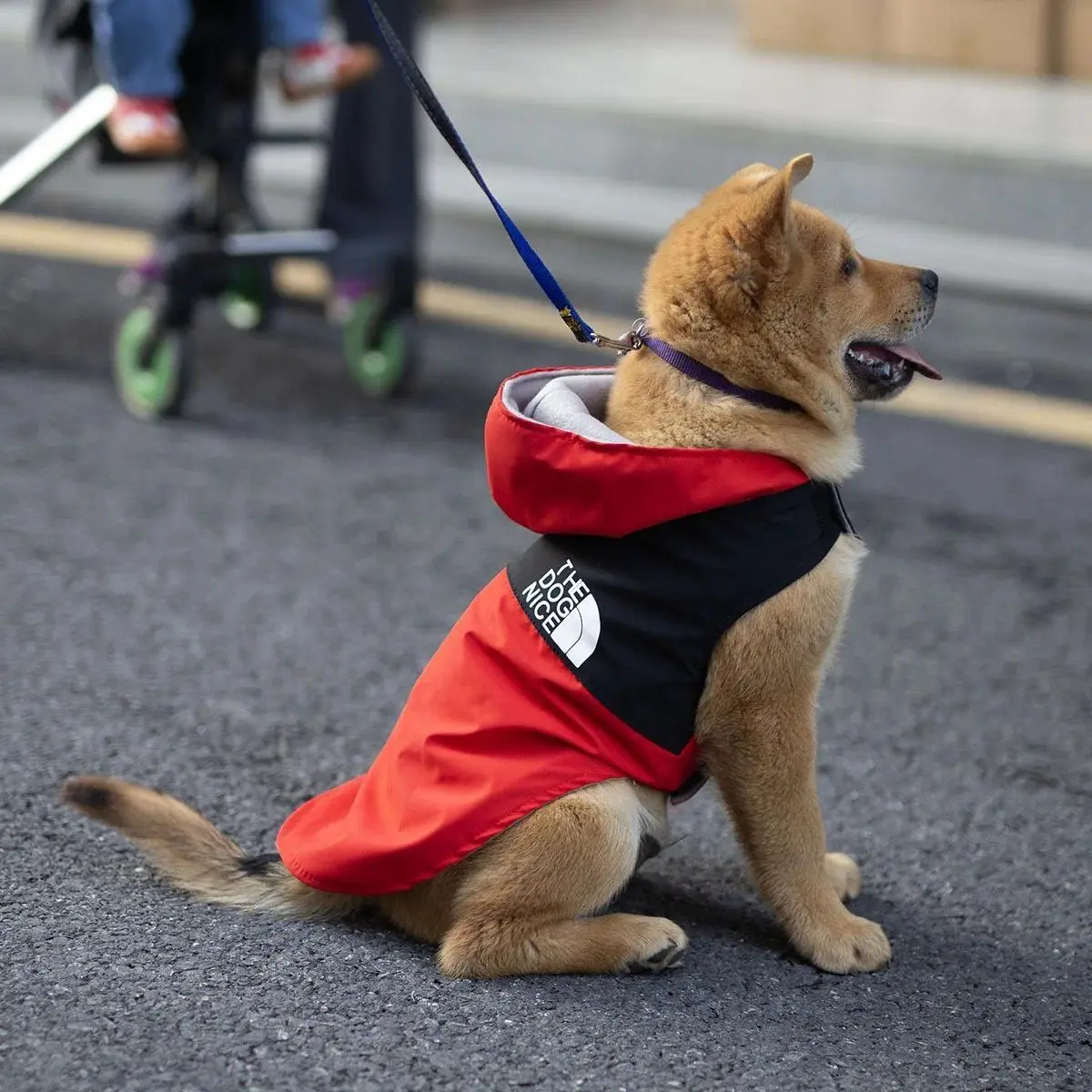 Waterproof Teddy Dog Raincoat Jacket - Multi-Size, Adjustable Fit, Spring-Autumn Use, Casual Walk Ready, Durable, Stylish Appearance, Versatile Design, Warm, Easy to Clean, Special Event Pet Outerwear, Keeps Warm, Hygienic Cleaning