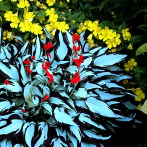 300 high-quality hosta seeds  . guaranteed viable with no bad seeds. A perennial shade plant, perfect for gardens and yards. Made in the USA |   Non-GMO |
