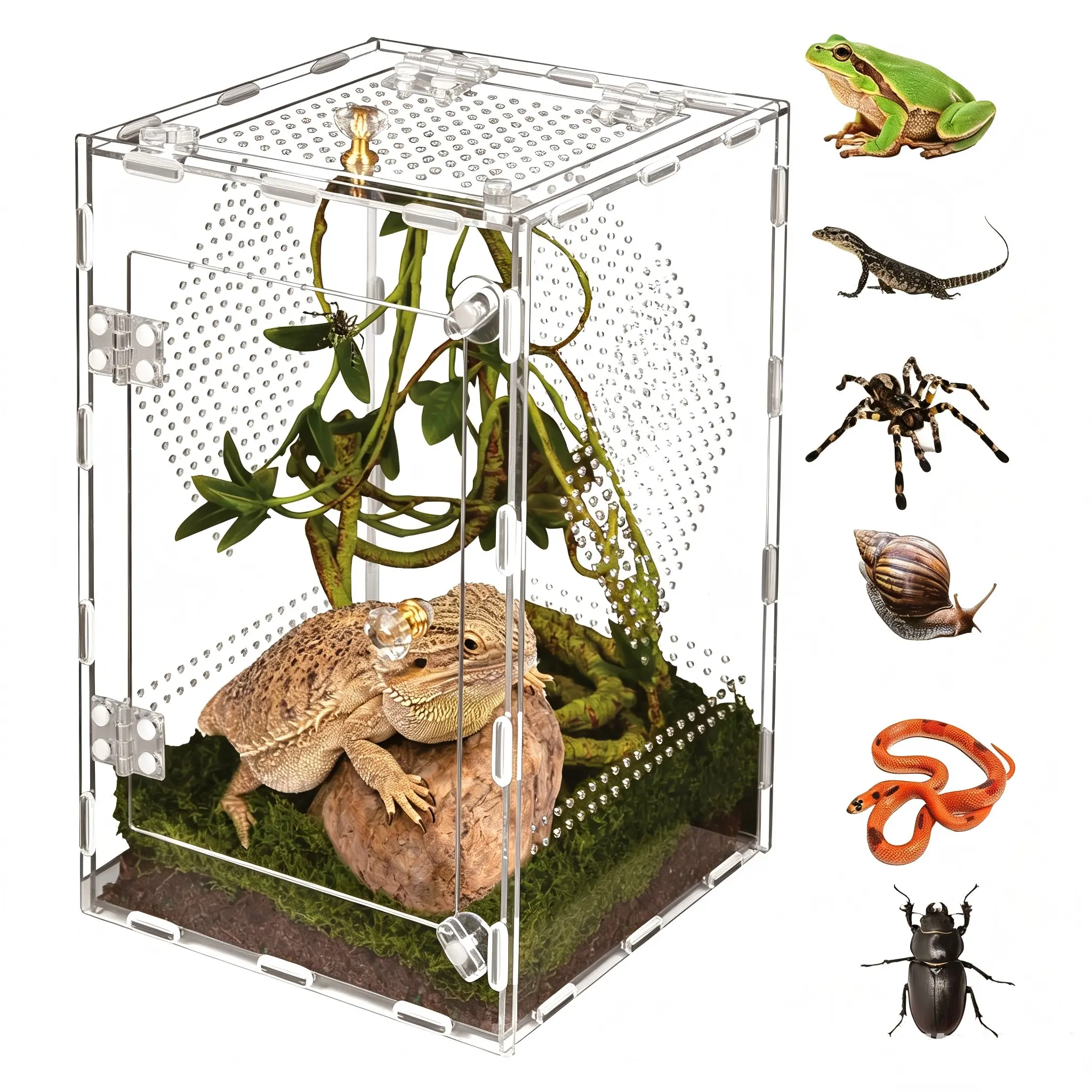 Thick Transparent Acrylic Reptile Terrarium, High-Definition Viewing, Multi-Sided Ventilation, Leak-Proof, Ideal for Small Lizards, Spiders, Crabs, Insects