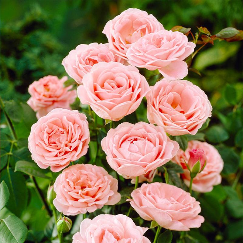 200 + Mixed Rose Seeds - Outdoor Flower Seeds, Rose Seeds, Home Garden Blooms