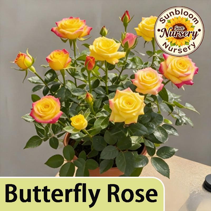 Butterfly Rose Seedlings | Outdoor Garden and Home Decoration Flowers Rose Plants