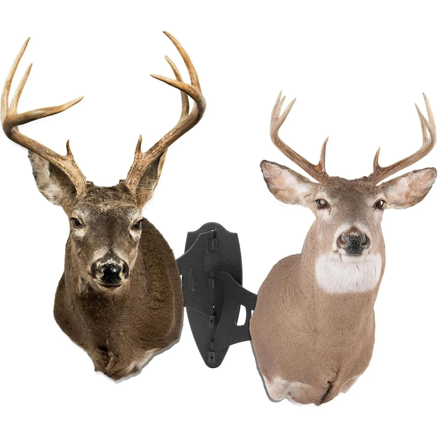 KQQIO Trophy Mount Bone Bracket - Small/Medium Dual Shoulder Mount with 8-in Swing Arm, Rugged Powder Coated Steel Skull Hanging Display Stand for Wildlife Room Decoration, Adjustable & Easy to Install