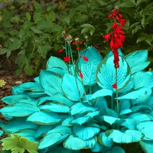 300 high-quality embroidered ball flower seeds, guaranteed quality, no inferior seeds, - non genetically modified seeds - no fillers, perennial shade tolerant plants, suitable for home backyard decoration.Made in the United States.