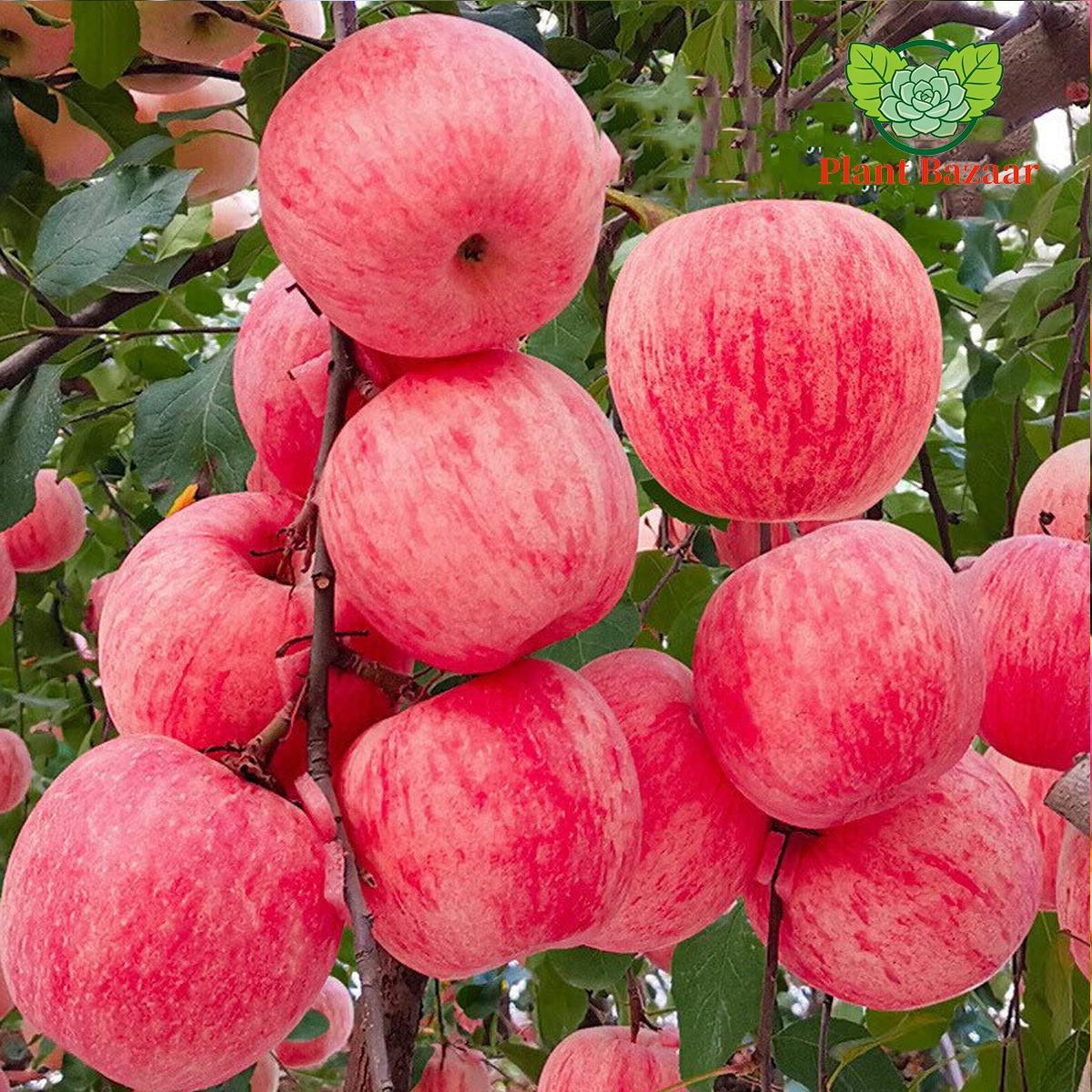 Semi-dwarf Honey Crispy Apple Tree Seedlings - Easy-to-grow fruit trees with high survival rates, ideal for home gardens and yards, hard, cold-resistant and fast-growing, suitable for beginners and home backyards