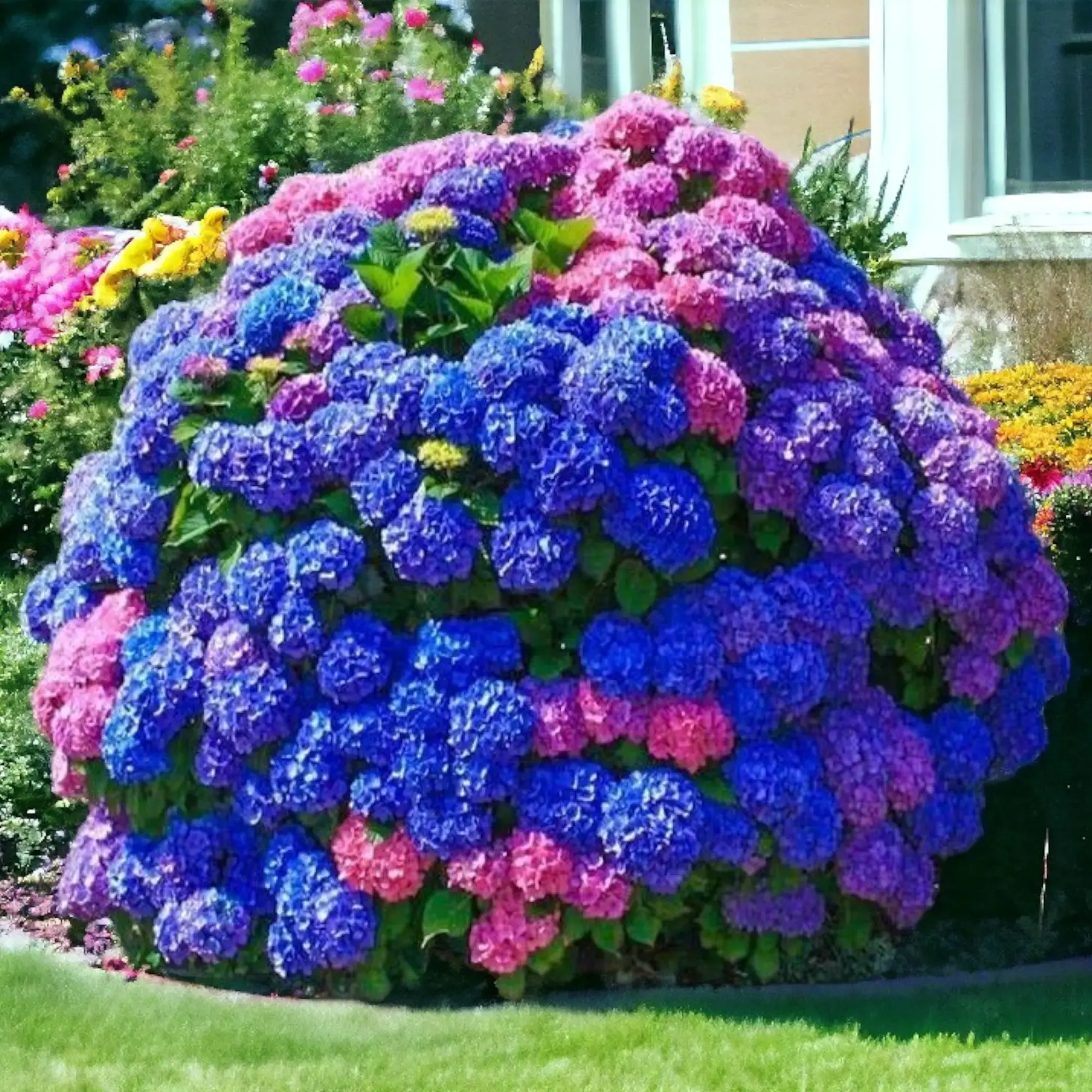 Hydrangea Flower Seeds (200pcs) - Blue, Pink, Purple Perennial Varieties for Outdoor Sunlight Blooming Vibrant Gardens