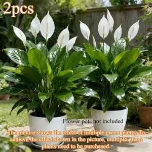 Two realistic plants, suitable for home, hotel and wedding decoration - low-maintenance plastic faux flowers, featuring white flowers and green leaves, can be used both indoors and outdoors throughout the year.