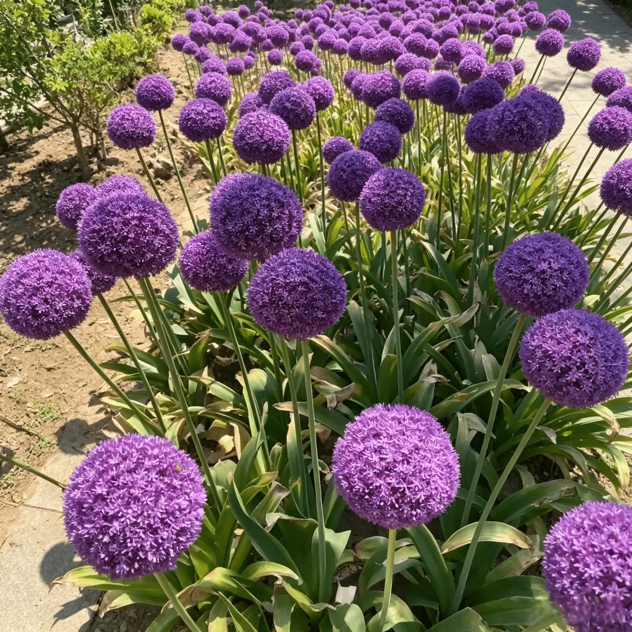 345Pcs Giant Allium Giganteum Seeds, Ornamental Purple Globe Onion Flowers, Hardy Perennial, Easy to Grow for US Backyard, Courtyard & Balcony Landscape Decoration