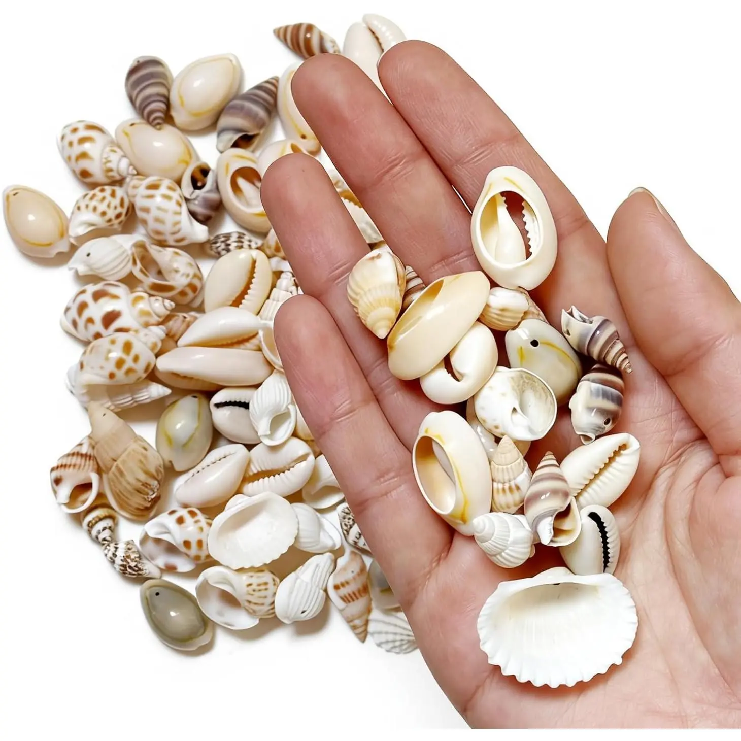 9 Types Small  Sea Shells with Hole for Crafts,90Pcs Bohemian Style    Shells for DIY Craft,  Making,  Decor, Vase Fillers