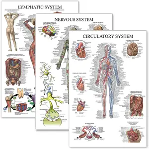3 Piece Human Anatomy Medical Poster Set, Nervous and Lymphatic System Diagrams, Biological Learning Material, Visual Learning Tools, Office Wall Mount, 27x18 Inches