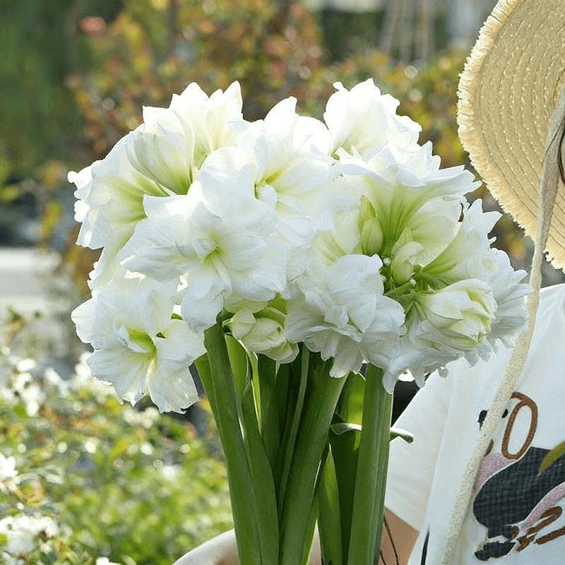 Hyacinth bulbs, multi-color mix and match, rich colors, high-value home gardening, gorgeous flowers, suitable for potted plants