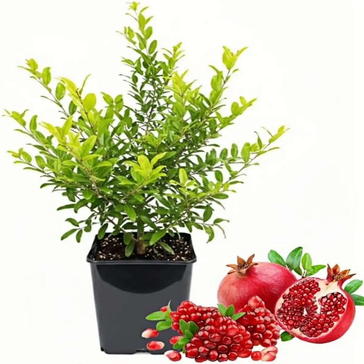 Cold-Hardy Compact Pomegranate Live Plant - 1 Well-Rooted Fruit Tree Starter in 4" Pot, Glossy Green Leaves, for Full Sun Indoor/Outdoor Growing, Home Orchard, Gardeners, Boosts Dietary Fiber Intake
