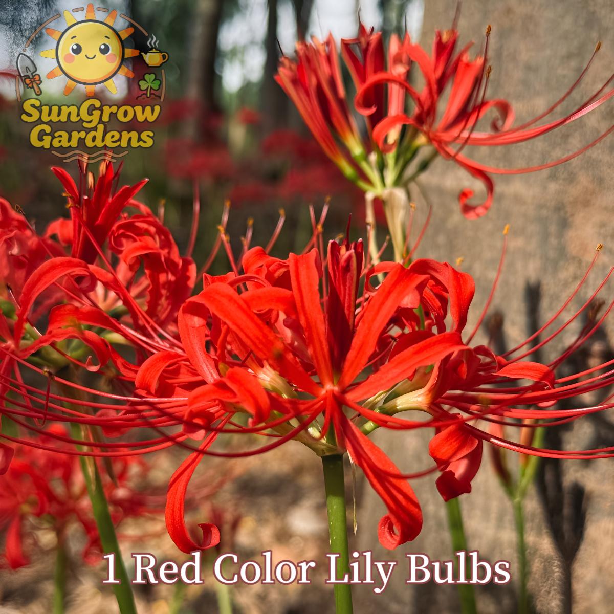 Lily Ball, natural fertilizer flower ball, multi-season flowering and year-round growth, suitable for indoor and outdoor planting in all regions, cold-resistant and easy to survive.