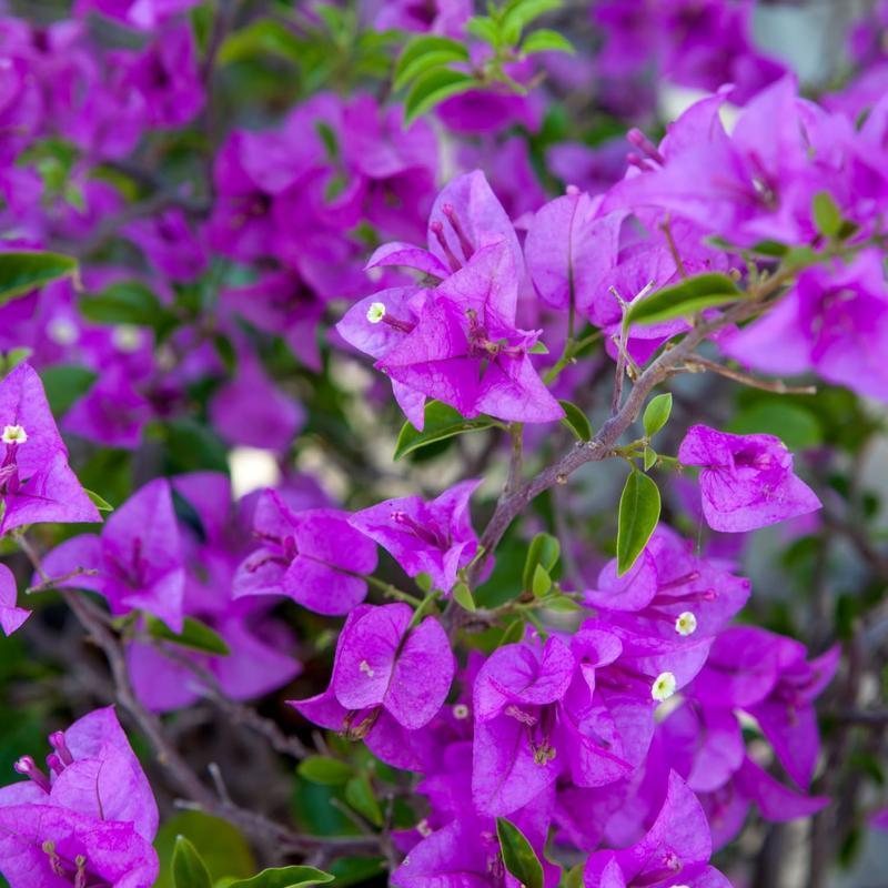 Multicolor Bougainvillea, Trangular Plum-South American Jasmine 50 Seeds , Striking Landscaping Privacy Screen Plant Fast Growing & Maintain
