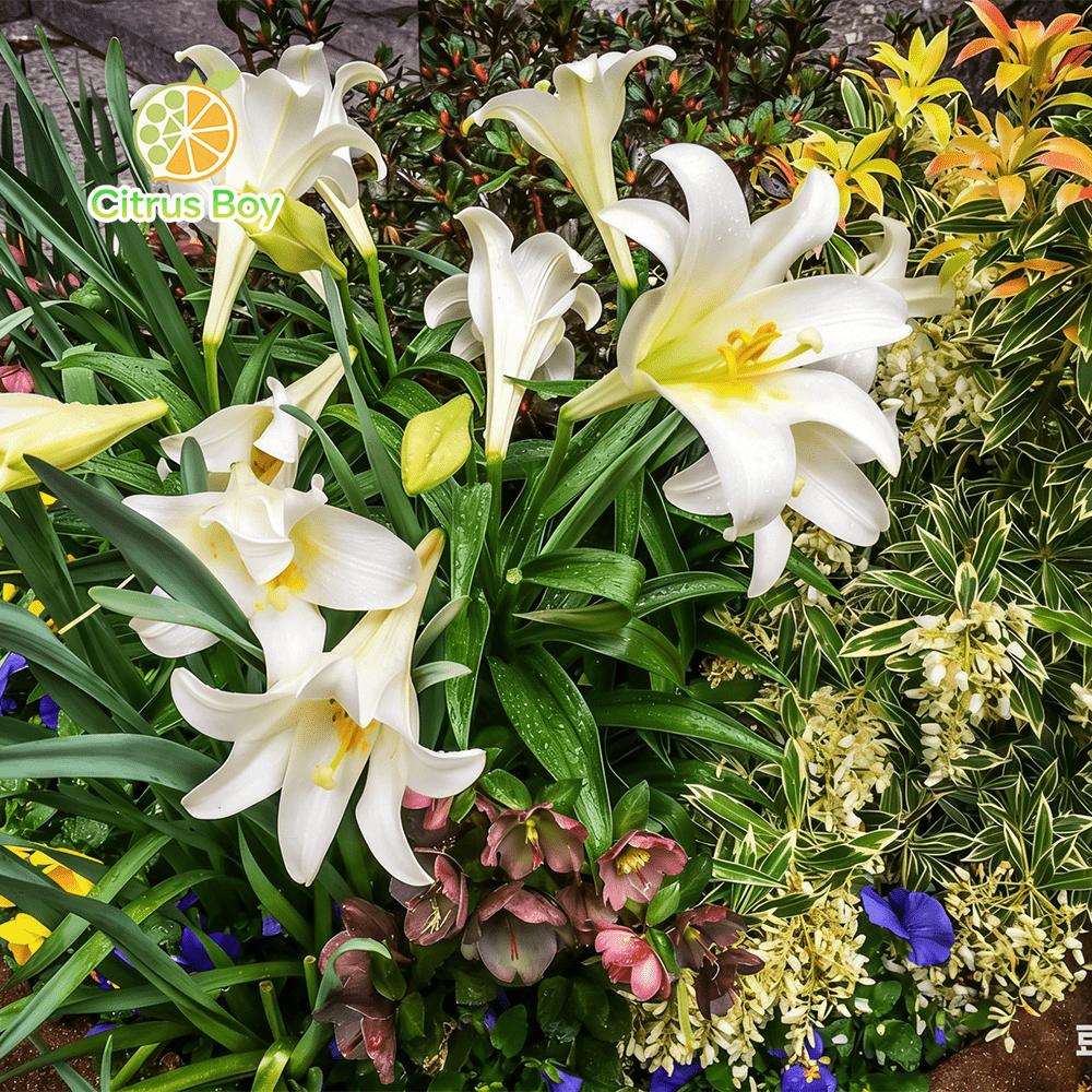 High quality lily bulbs with large and fragrant flowers, bright colors, suitable for potted and aboveground plants in balcony gardens, strong cold resistance, easy soil survival, suitable for novice horticulturists