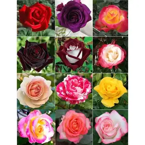 200PCS Dark Rose Mixed Color Rare Heirloom Flower Seeds, Bulk Flower Seeds Pack, for Outdoor Garden Planting (Home Improvement Garden Supplies), Flower Seed Pack