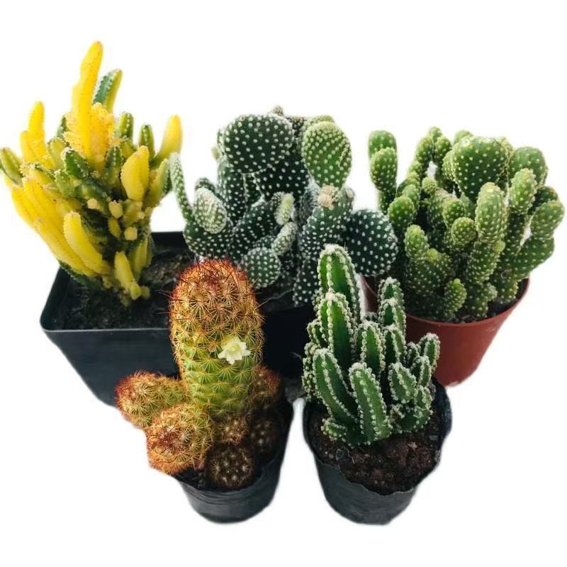 8 random cactus combinations, 8 unique varieties – low-maintenance succulents for balconies and windowsills