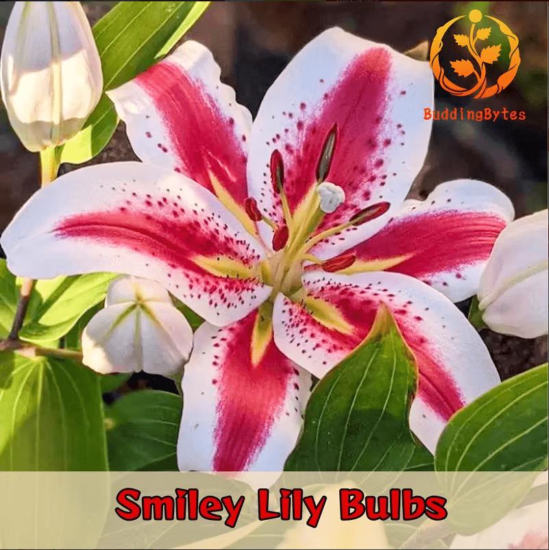 Smiley Lily Seeds - Unique and Cute + Easy to Grow + Compact