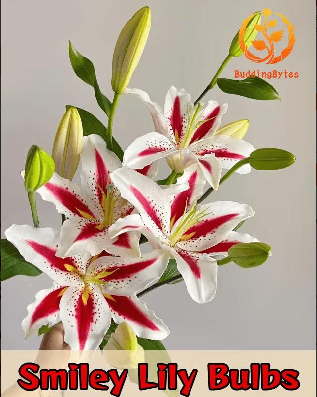 Smiley Lily Seeds - Unique and Cute + Easy to Grow + Compact