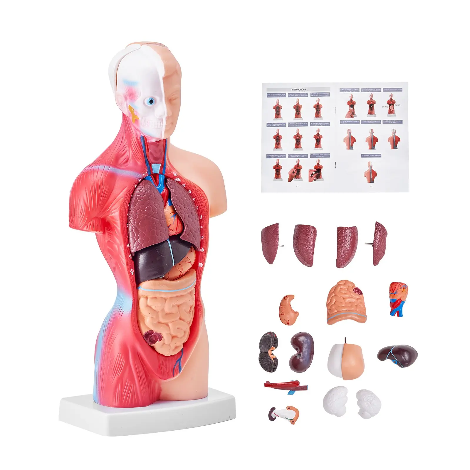 【Summerfinds】VEVOR Human Body Model, 15 Parts 11 inch, Human Torso Anatomy Model Anatomical Skeleton Model with Removable Organs, Educational Teaching Tool for Students Science Learning School Education Display