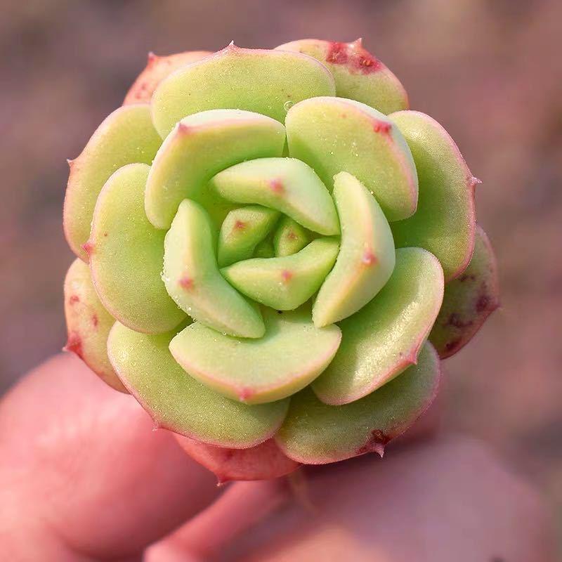 12/15/24/30 pieces, mixed DIY rare live succulent plant cuttings, 1-1.5 "random mysterious bulk succulent live plants, no pots, no soil, no roots, garden indoor office desk decoration, plant gifts, suitable for all seasons, potted plants