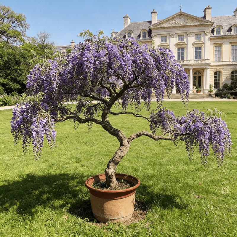 Wisteria seedlings, climbing Wisteria, suitable for gardens, easy to climb, garden flower wall scene, blooming green plants