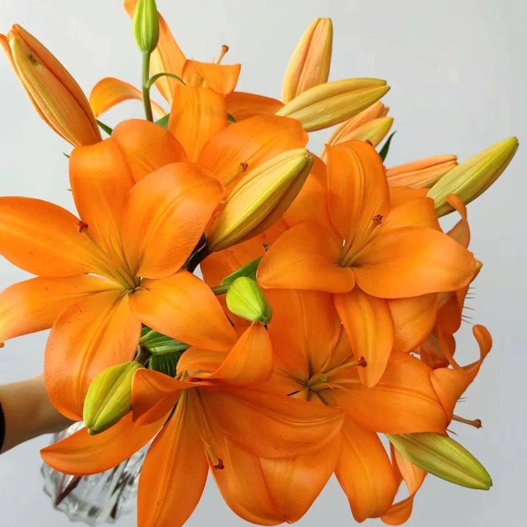 Orange lily bulbs, flowering year after year, suitable for home gardens