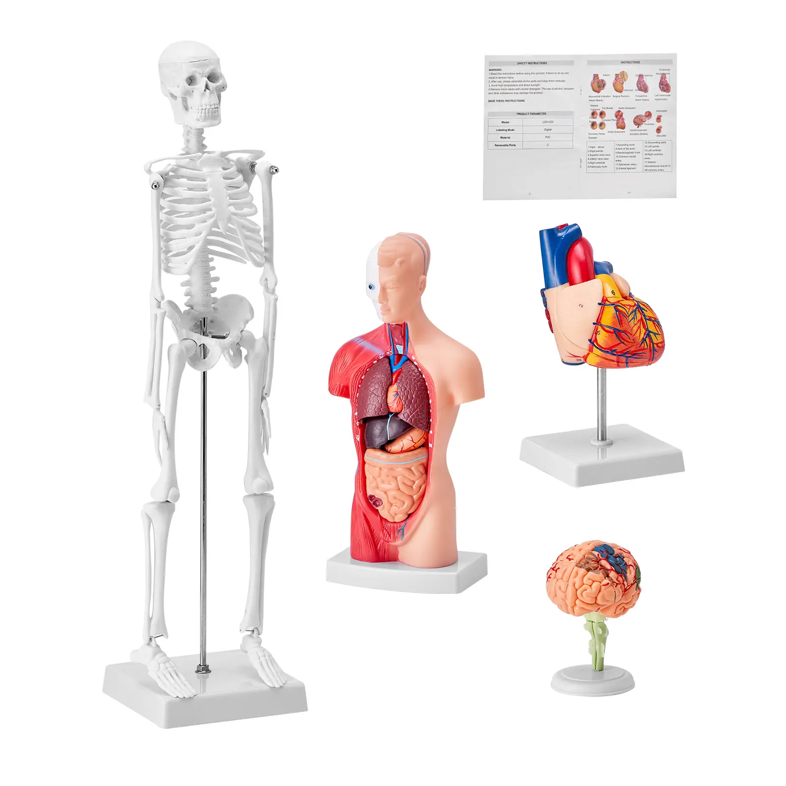 Human Anatomy Models Bundle Set, PVC Construction, Detachable Design, Versatile Usage