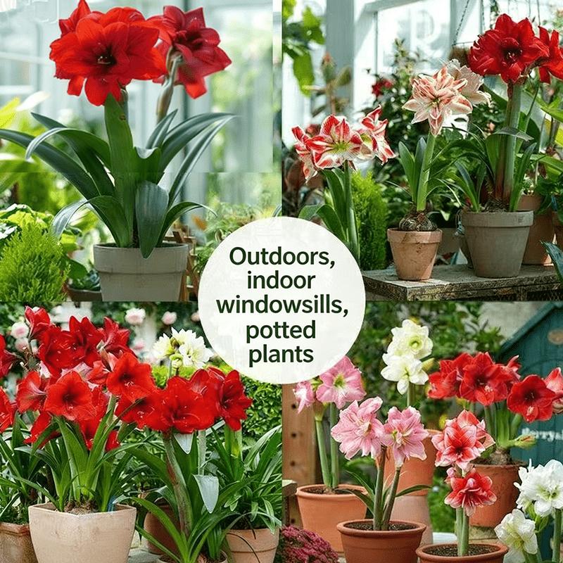 Hyacinth bulbs, multi-color mix and match, rich colors, high-value home gardening, gorgeous flowers, suitable for potted plants