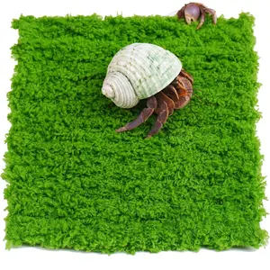 Hermit Crab Climbing Wall, 6 Inch Adjustable Hermit Crab Supplies for Hermit Crab Tank