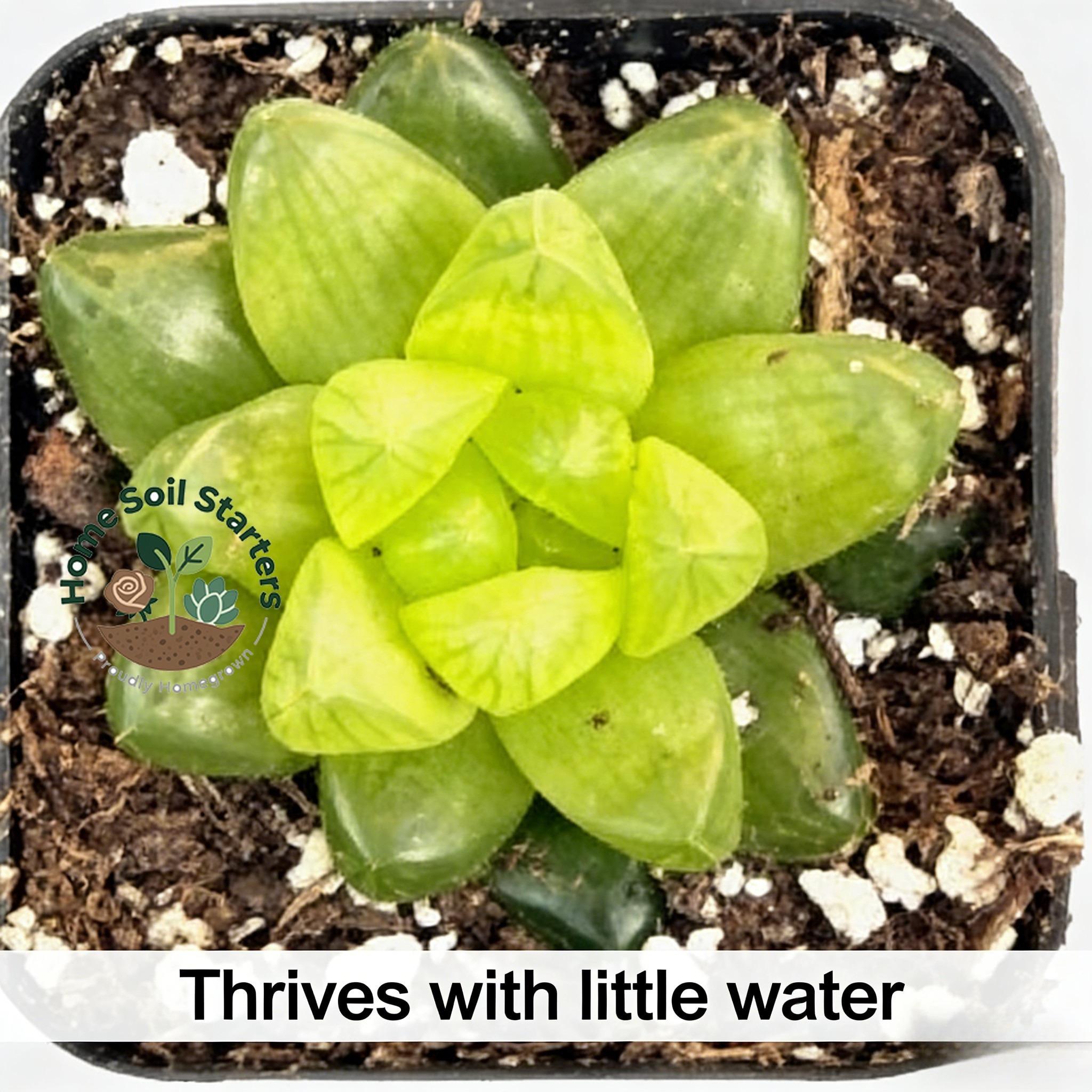 Cooper Pineapple Palm is a live plant with crystal clear leaves and strong drought resistance. It does not require frequent watering and is suitable for desktop, balcony, and mini garden decoration. It is easy to plant and designed for succulent enthusias