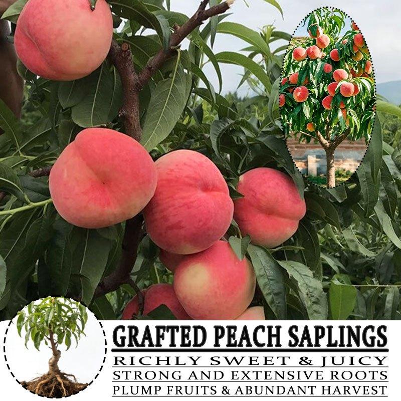 Grafted Peach Saplings - Richly Sweet & Juicy with Strong Roots for Potted Plants - Easy Maintenance and Abundant Harvest