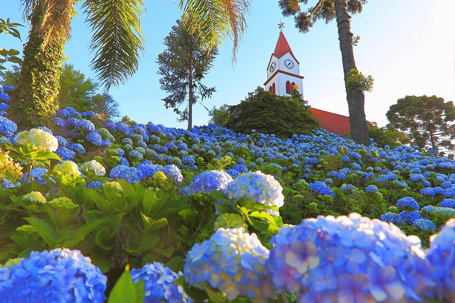 Garden Plants Seeds Large Hydrangea Seeds 50Pcs Mixed Colour  Flowers Multi-ColorFour-Season Blossoms Outdoor Garden Dwarf