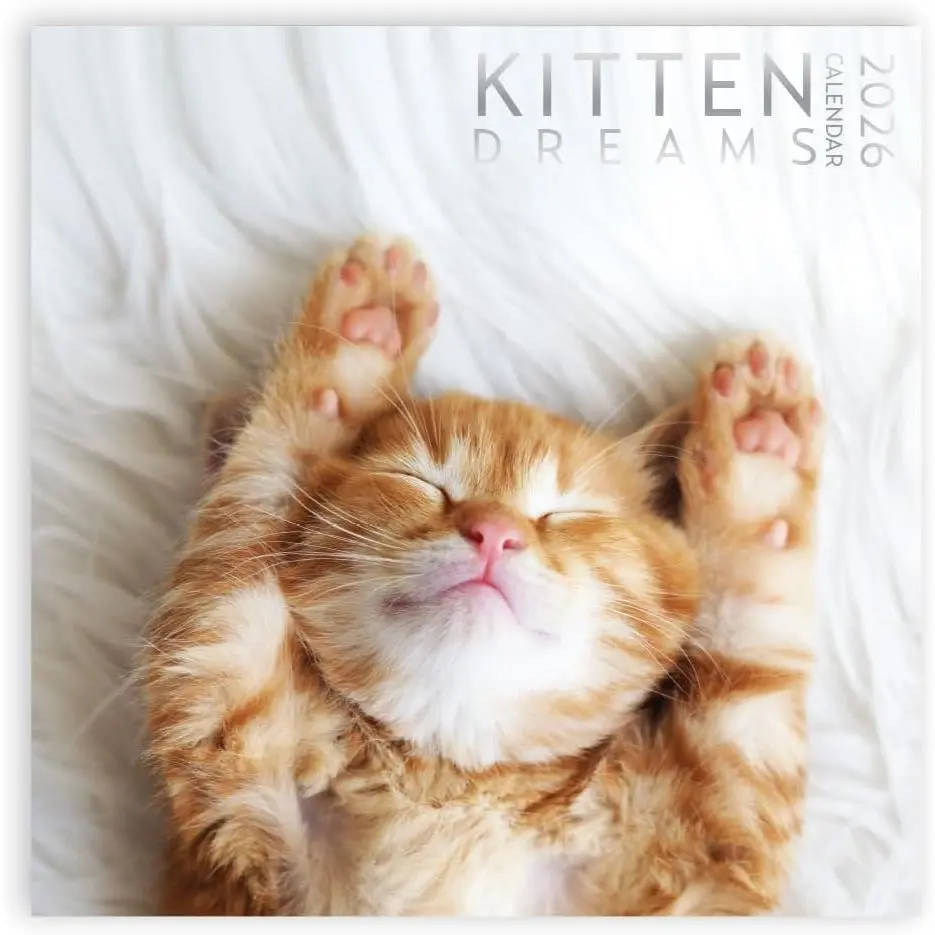 Kitten Calendar 2026, Kitten Square Large Wall Calendar 12 x 12 inch, Yearly  Lover's Calendar