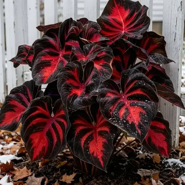 Black-Red Hosta Ornamental Flower Seeds (800 Pcs Bulk Pack), Bicolor Leaves & Bold Look Perennial Plant, Shade Tolerant, Ideal for Gardeners, All-Season Dramatic Garden Appeal